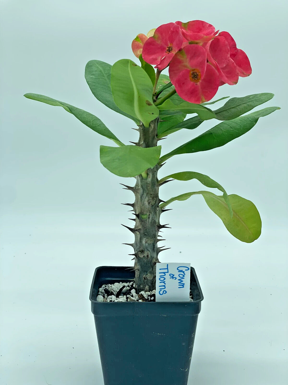 Crown Of Thorns Red Millionaire Korean Hybrid Euphorbia Milii Hybrid