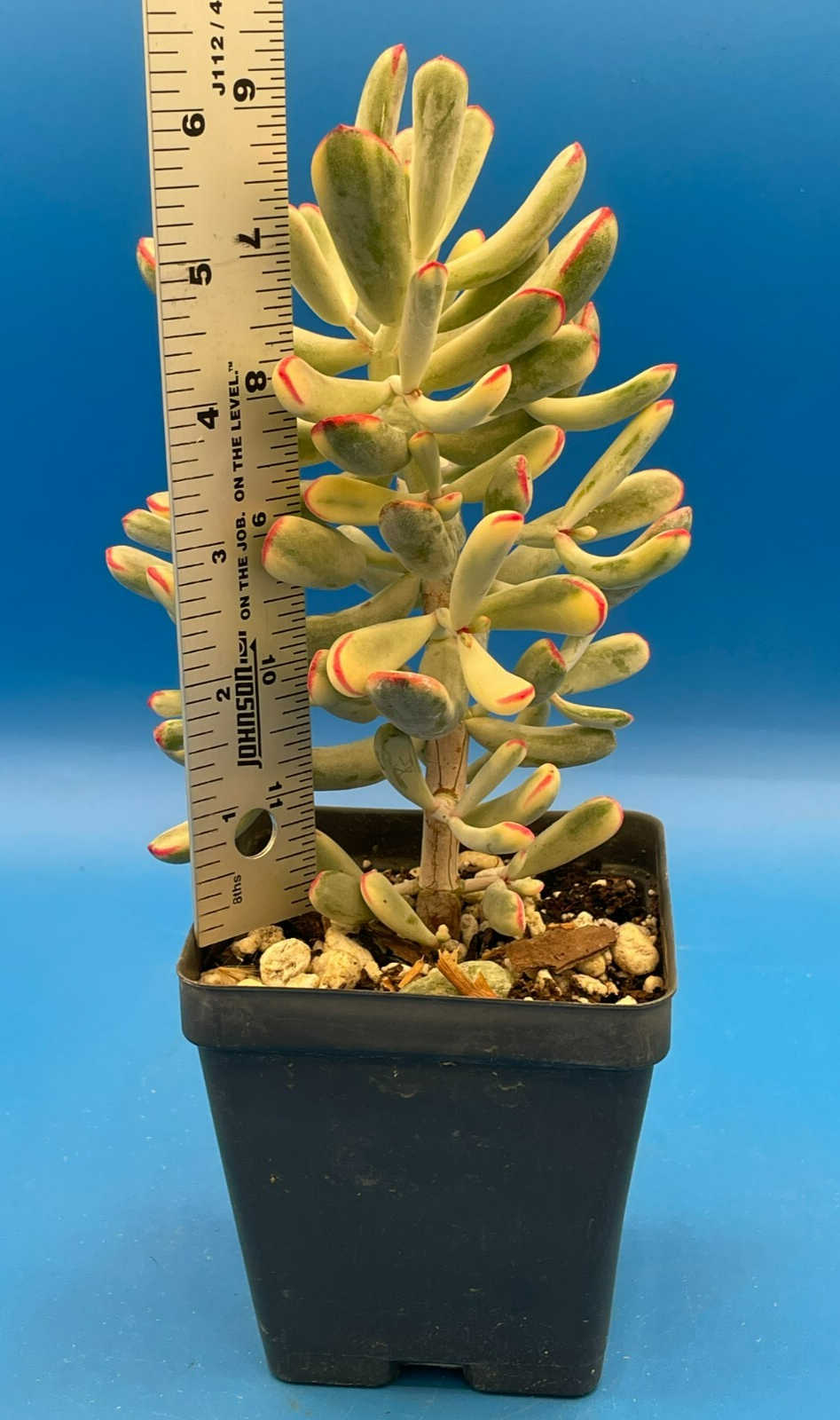 Cotyledon Orbiculata Flanaganii f. variegata! EXACT PLANT! Rare! 3.5" Pot (2)