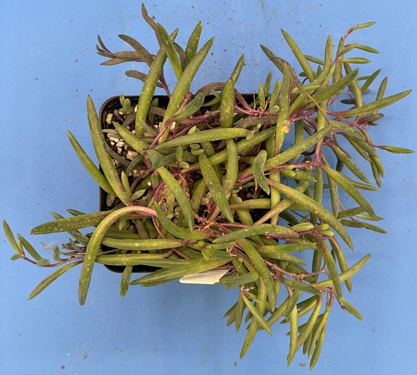 String of Pickles 'Ruby Necklace' - Crassothonna capensis - Ships in 3.5” Pot