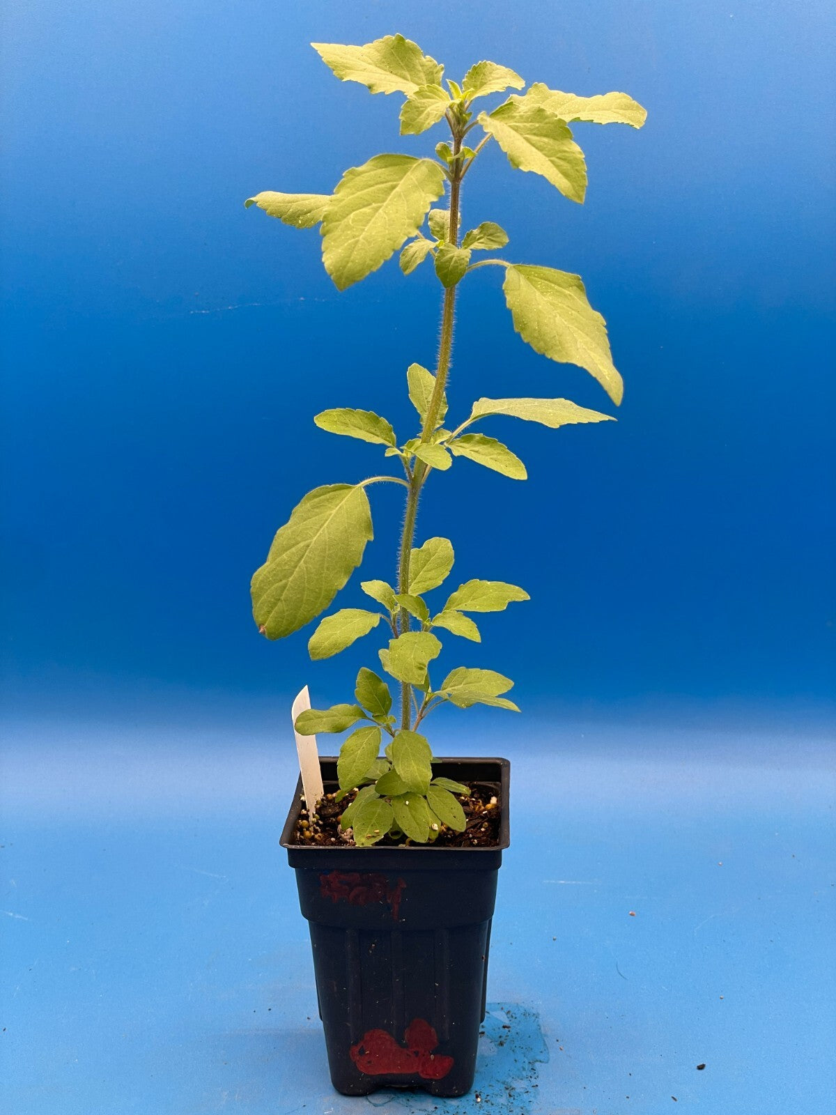 Tulsi, Rama - Live Plant 3" Starter Pot - Holy Basil - Ocimum Sanctum