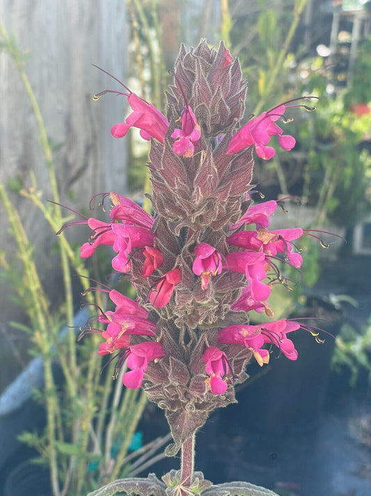 Pitcher Sage Starter Plant - Salvia spathacea -Amazing Pollinator Plant!