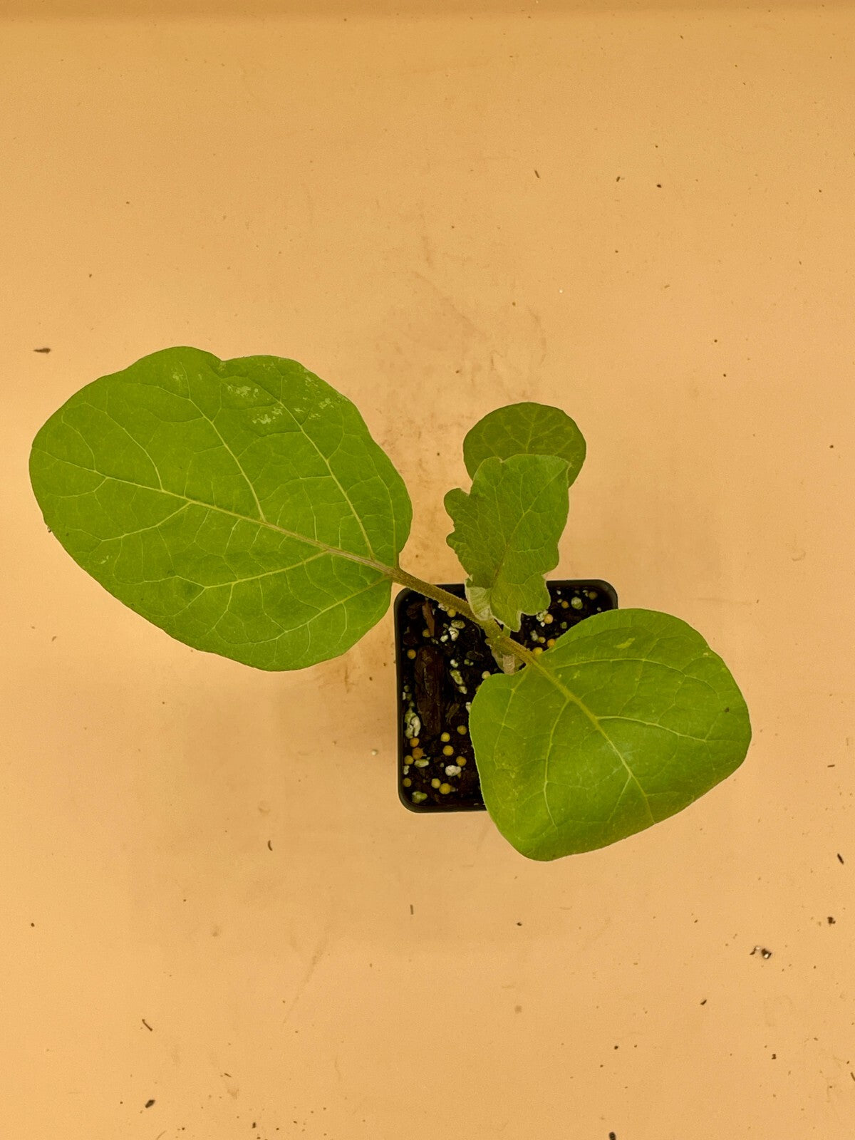 Eggplant, Black Beauty Starter Plant Solanum Melongena ‘Black Beauty’  In 3" Pot