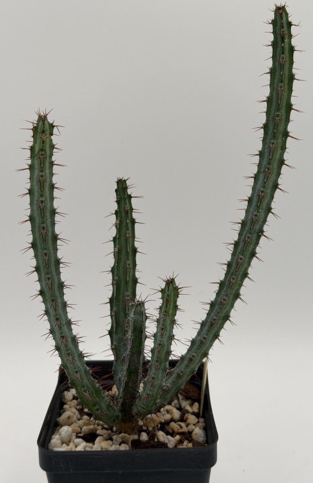 Euphorbia Louwii - 3.5 Inch Pot - Rare - Super Healthy! USA Grown!