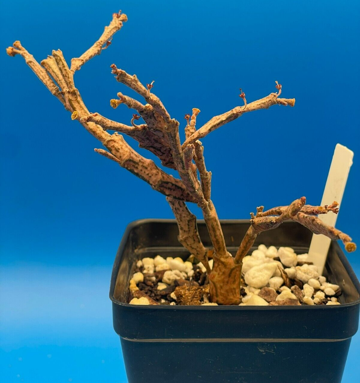 Euphorbia Platyclada Live Plant 3.5" Pot - Zombie Plant - Haunted Tree Euphorbia