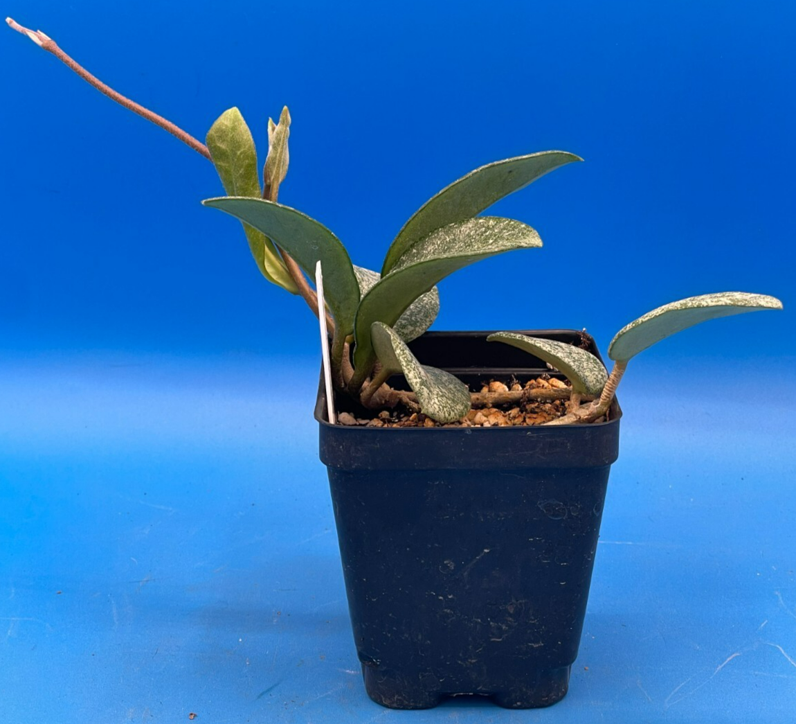 Hoya Carnosa ' Nova Ghost ' - 3.5 Inch Pot Super Healthy and Fully Rooted! (4)