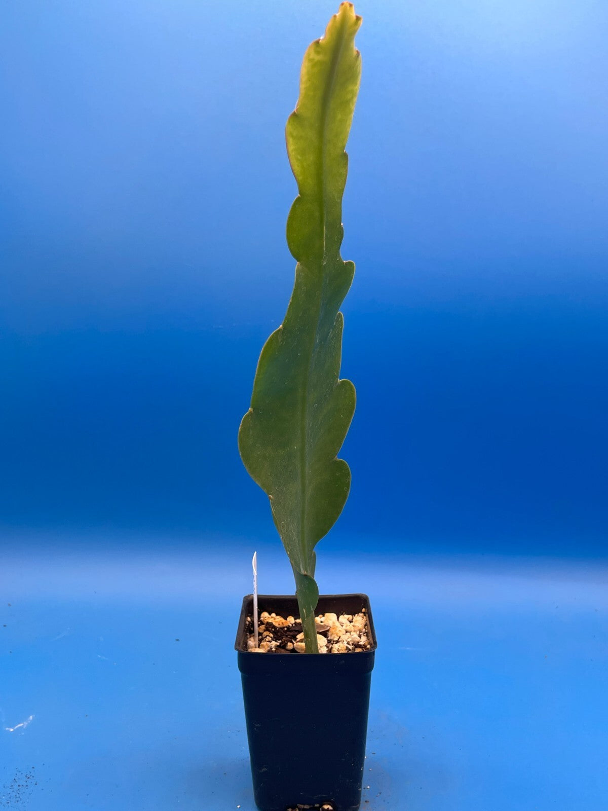 Epiphyllum Hybrid 'Magic Carpet' Fully-Rooted Starter Pot