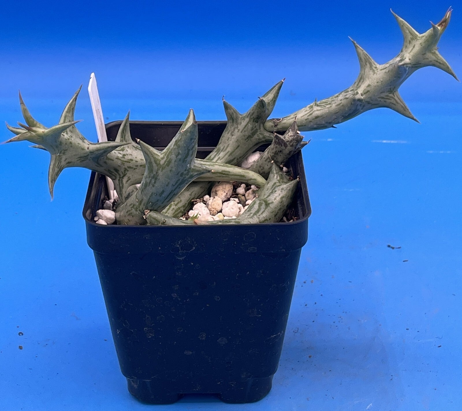 Orbea Schweinfurthii  3.5" Pot WELL ROOTED! Orange Carrion Flower