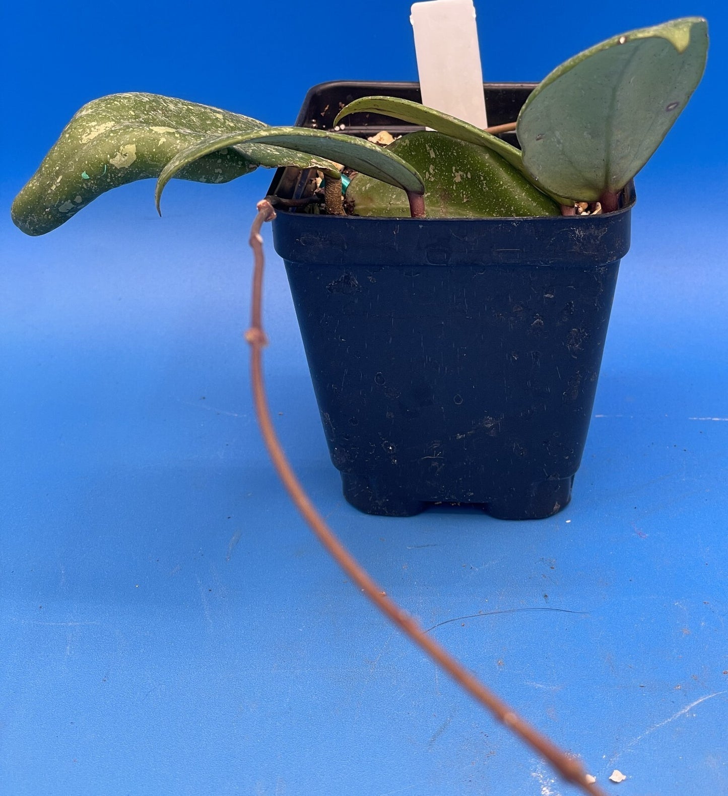 Hoya 'Vietnam AH001'  RARE! Exact Plant! Rooted  Grown In 3.5" Pot (3)