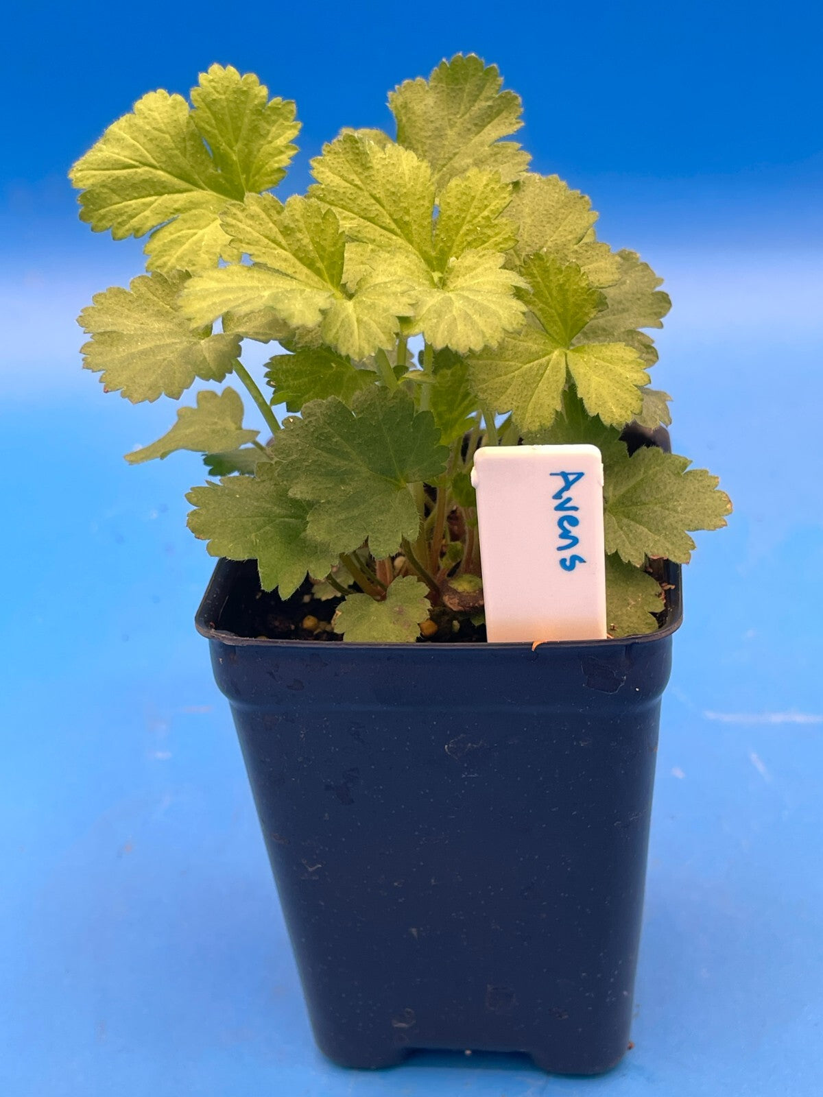 Wood Avens Live Plant 3" Starter Pot - Herb Bennet - Geum Urbanum - Hard to Find