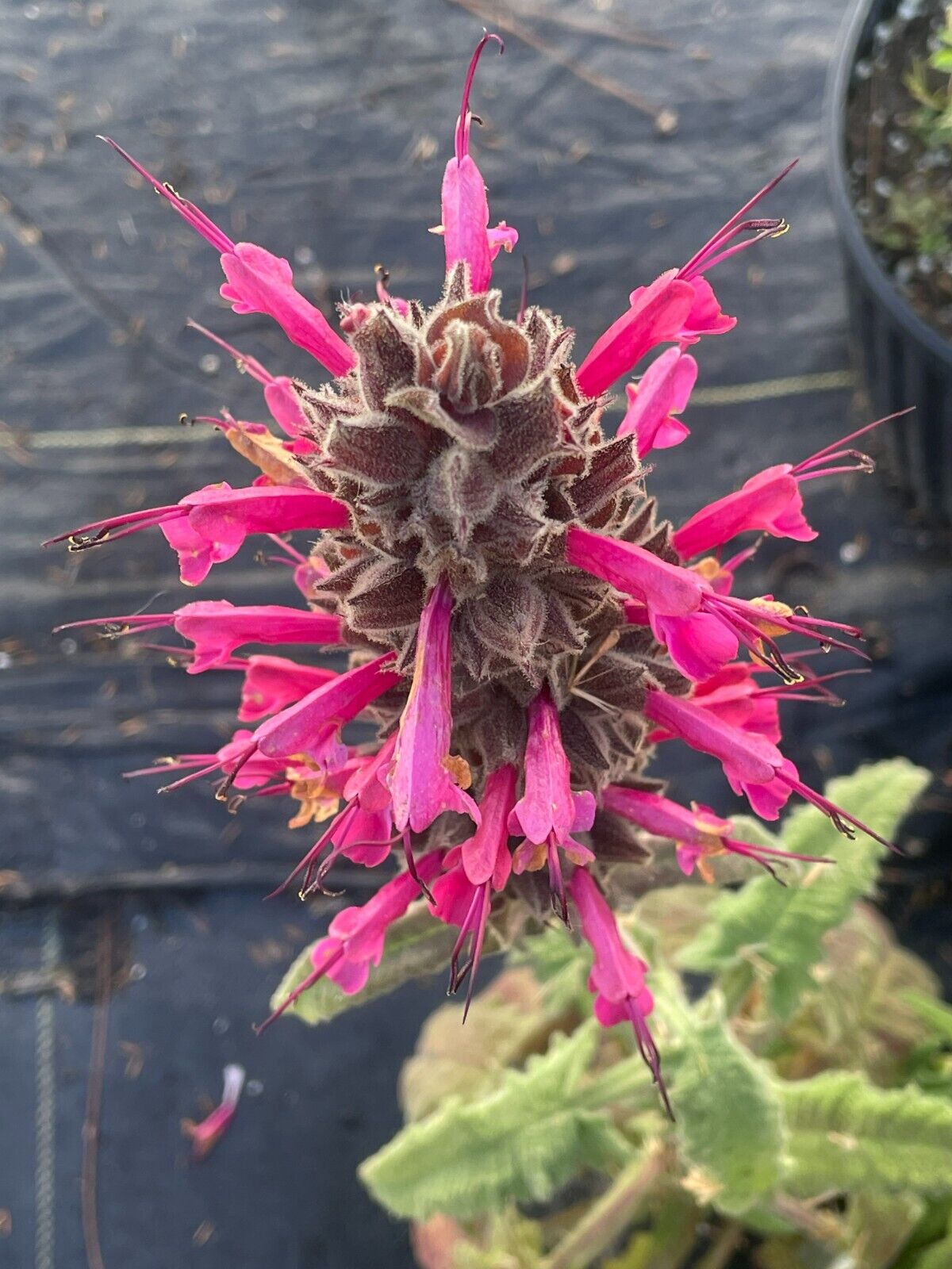 Pitcher Sage Starter Plant - Salvia spathacea -Amazing Pollinator Plant!