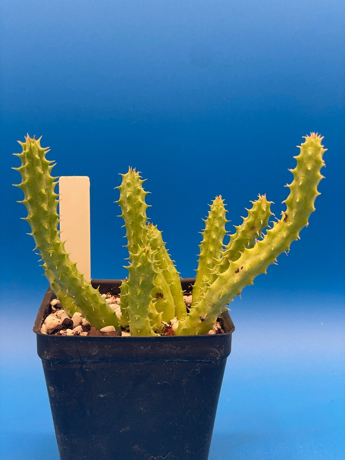 Huernia Schneideriana 'Red Dragon' WELL ROOTED 3.5" Plant
