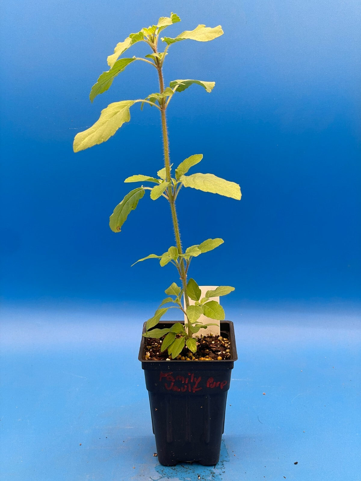 Tulsi, Rama - Live Plant 3" Starter Pot - Holy Basil - Ocimum Sanctum