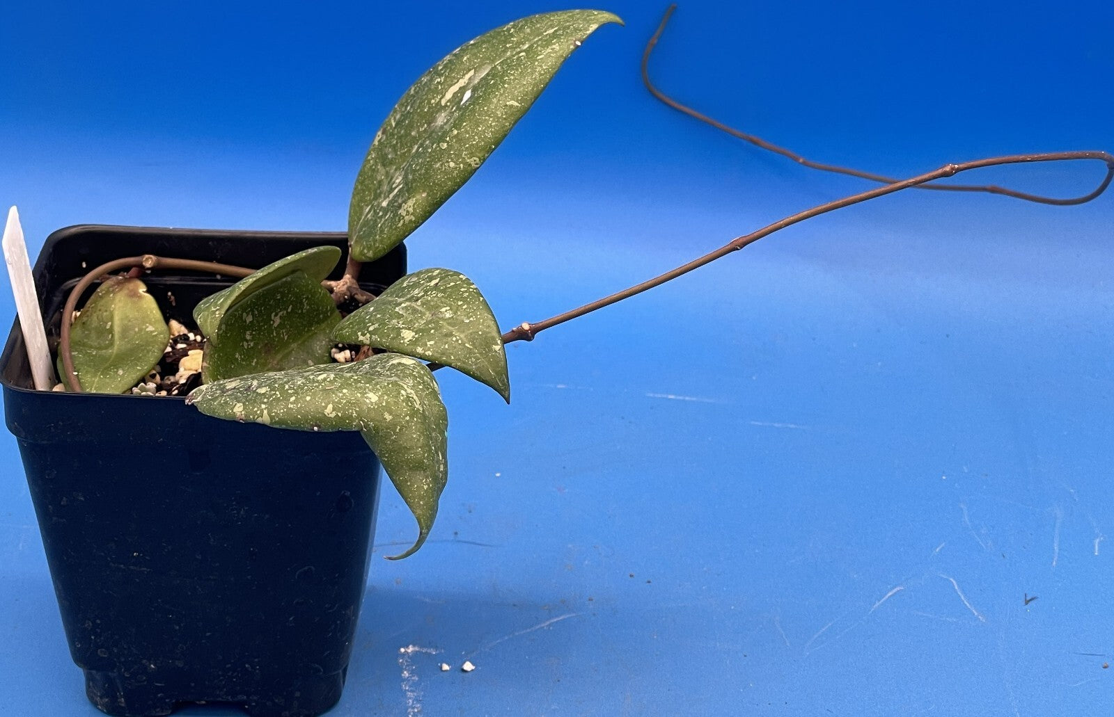 Hoya 'Vietnam AH001'  RARE! Exact Plant! Rooted  Grown In 3.5" Pot (3)