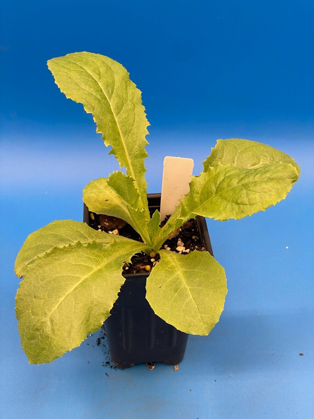 Wild Lettuce Live Plant 3" Starter Pot - Lactuca virosa