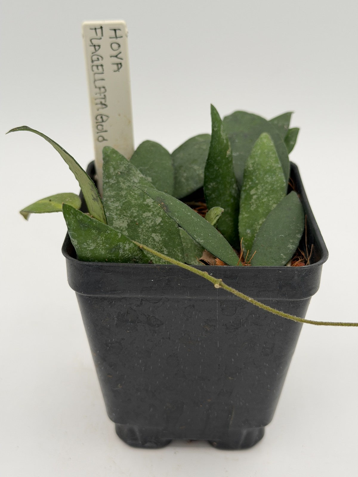 Hoya flagellata 'Gold' Rooted In 3.5" pot - Multiple Nodes and Leaves!
