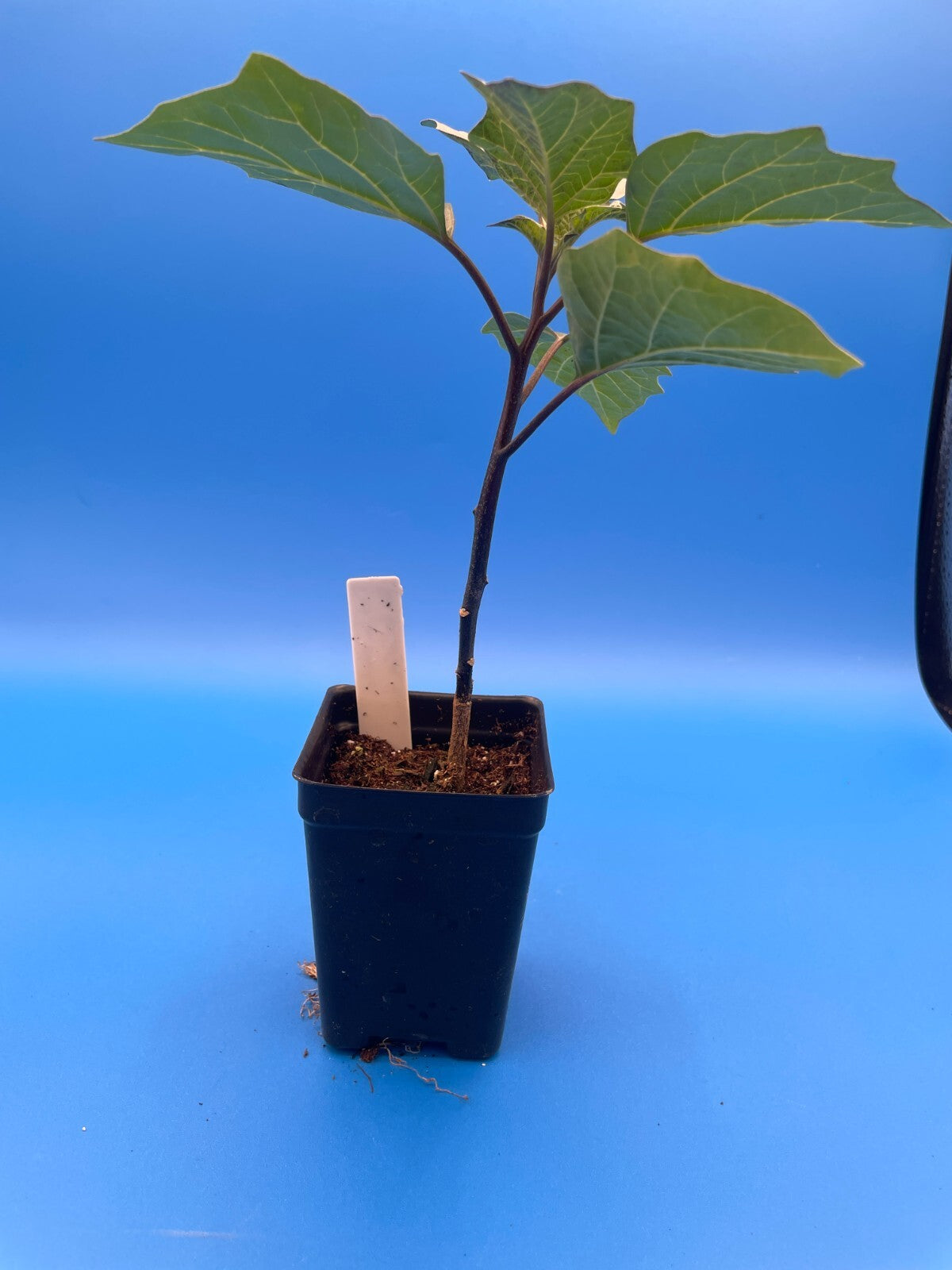 Devil’s Trumpet Live Plant 3" Starter Pot - Datura Metel