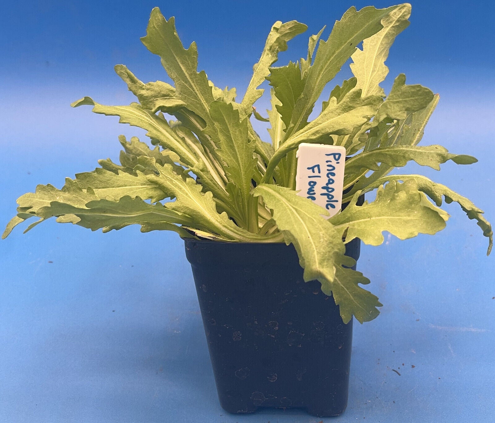 Pineapple Flowers Live Plant 3" Starter Pot - Helenium Aromaticum