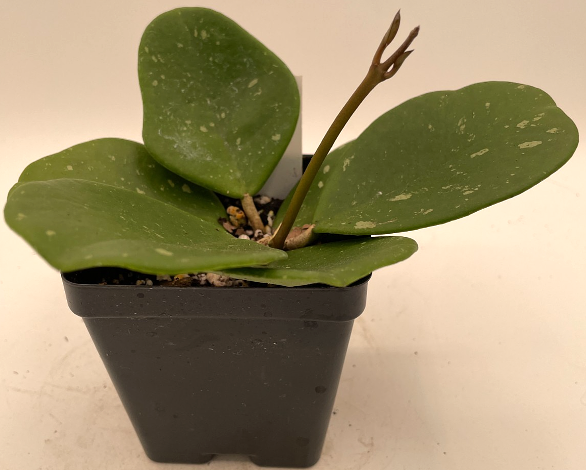 Hoya obovata Splash Leaves Fully Rooted Grown In 3.5" pot - Very Healthy!