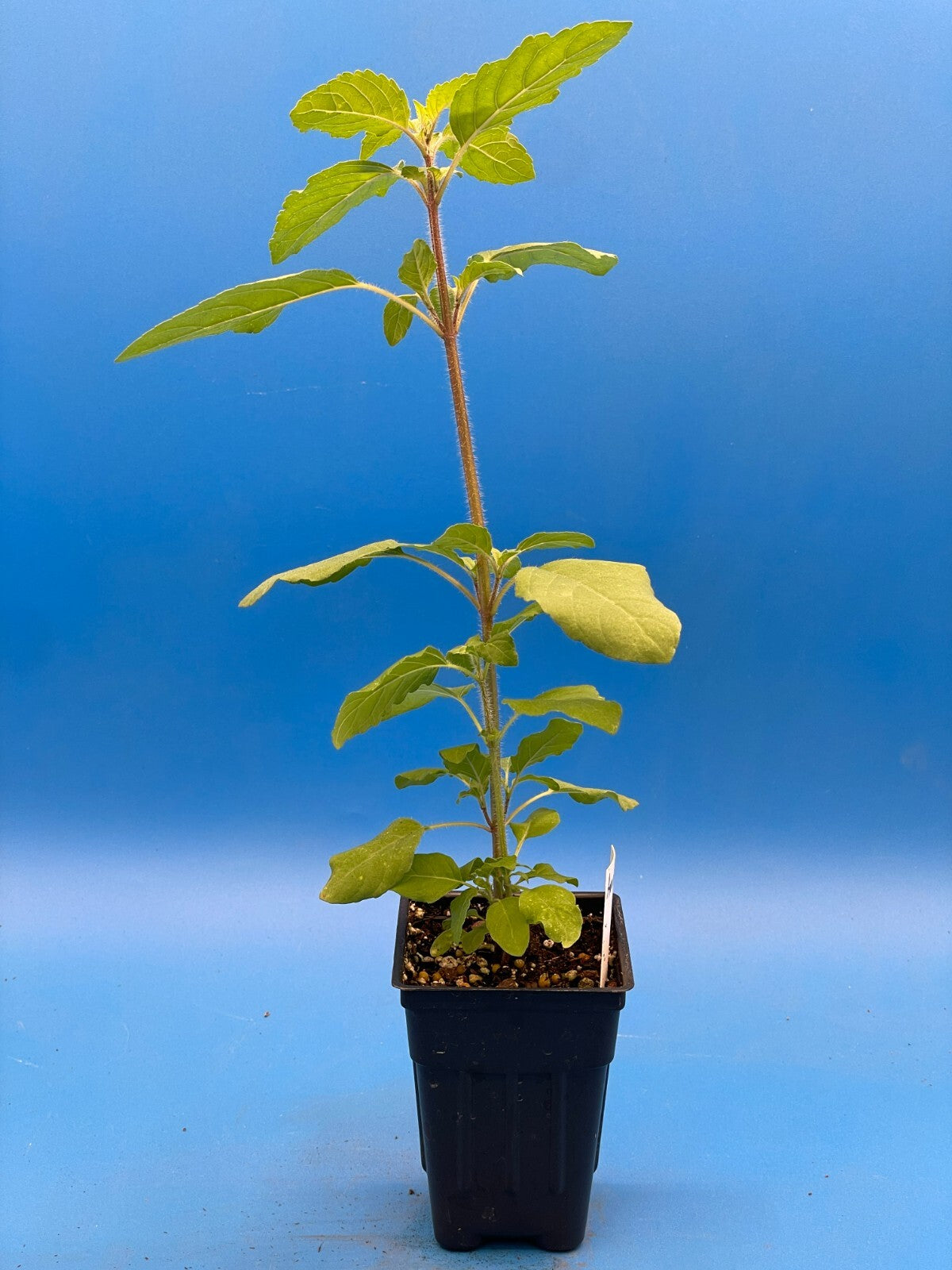 Tulsi, Amrita - Live Plant 3" Starter Pot - Holy Basil - Ocimum Sanctum