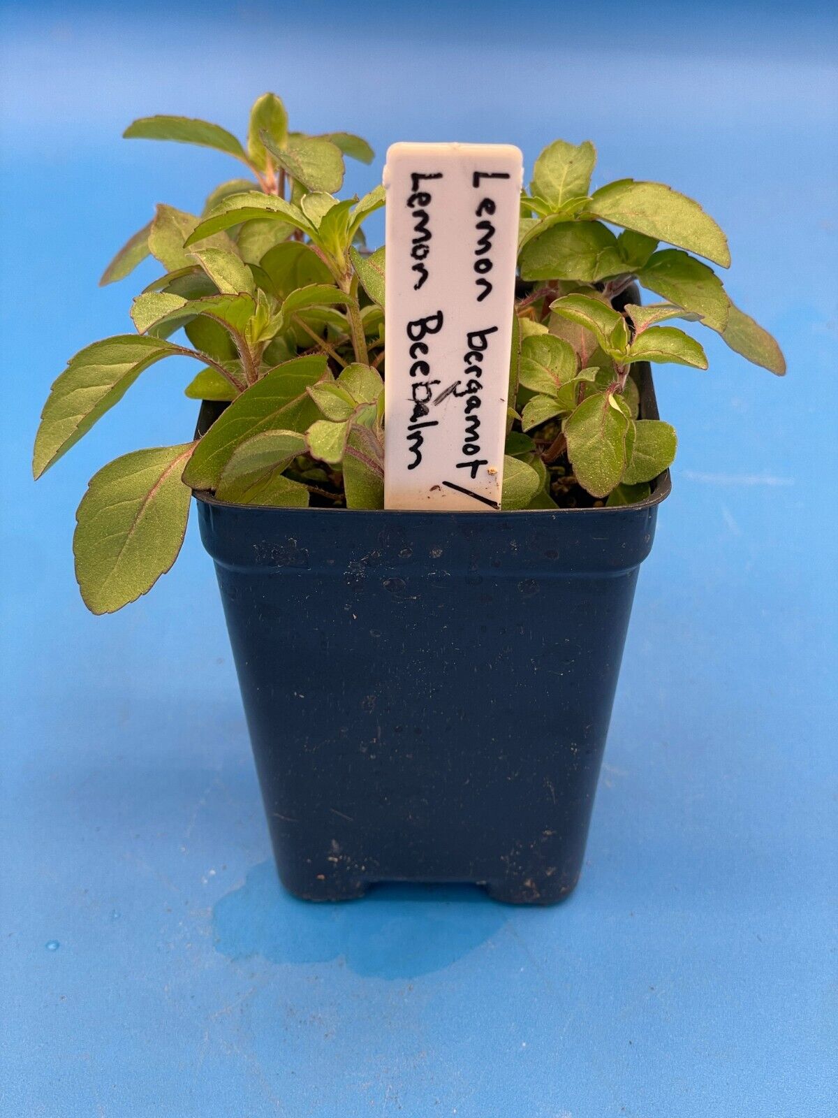 Lemon Beebalm/ Bergamot Starter 3" Plant - Monarda Citriodora