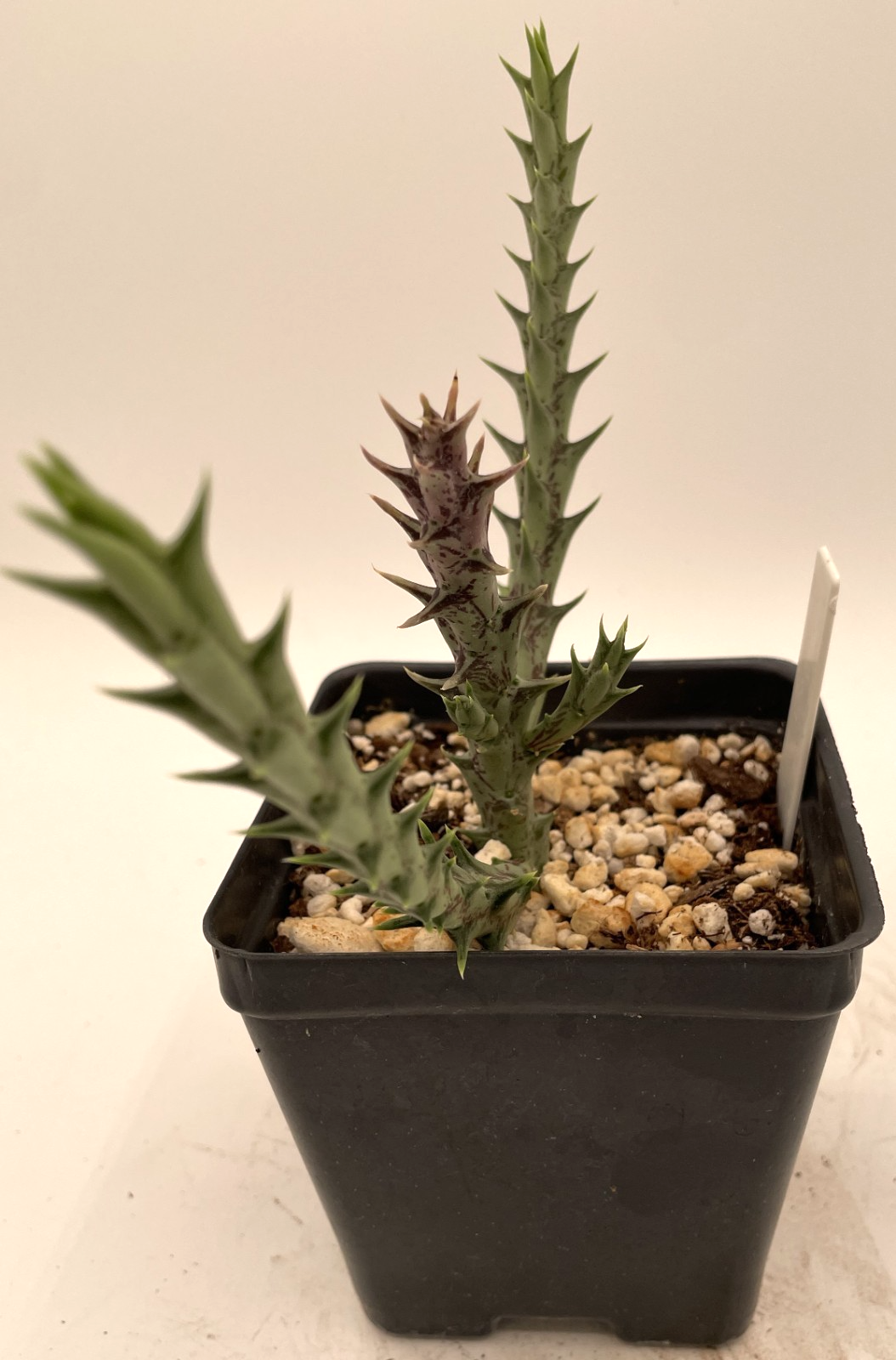 Orbea Semitubiflora 3.5" Potted Plant - Well Rooted - No Ship to Cali or Arizona