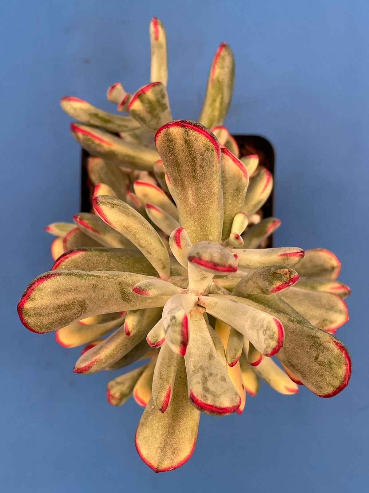 Cotyledon Orbiculata Flanaganii f. variegata! EXACT PLANT! Rare! 3.5" Pot (1)