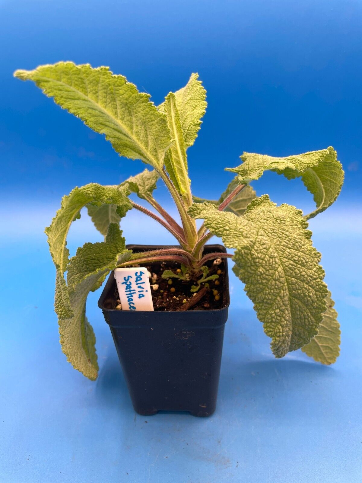 Pitcher Sage Starter Plant - Salvia spathacea -Amazing Pollinator Plant!