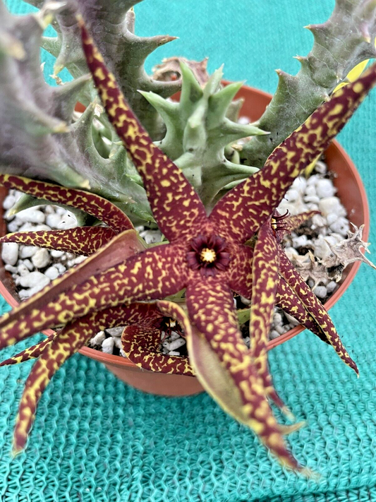 Orbea Lutea Var. Vaga EXTRA LARGE SIZE! In 3.5" Pot WELL ROOTED! (2)