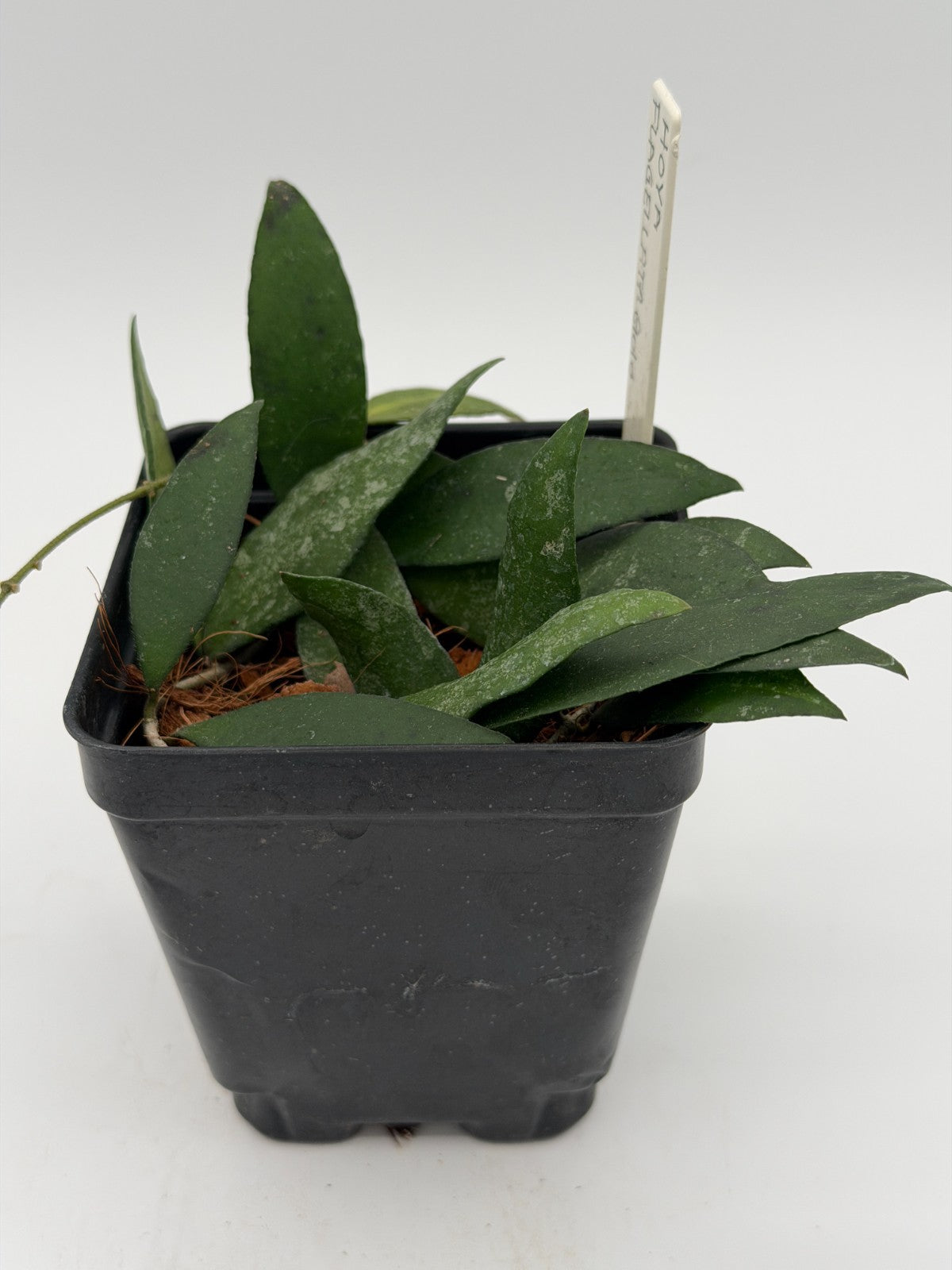 Hoya flagellata 'Gold' Rooted In 3.5" pot - Multiple Nodes and Leaves!