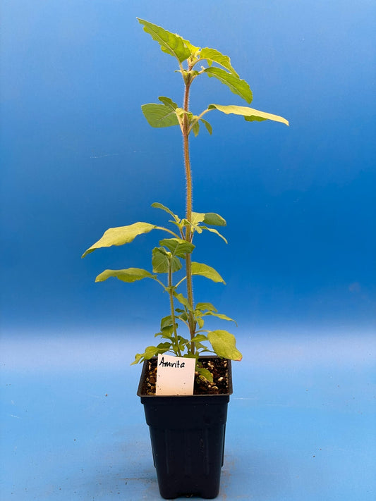 Tulsi, Amrita - Live Plant 3" Starter Pot - Holy Basil - Ocimum Sanctum