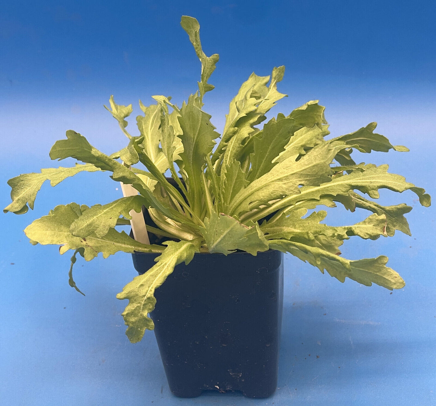Pineapple Flowers Live Plant 3" Starter Pot - Helenium Aromaticum