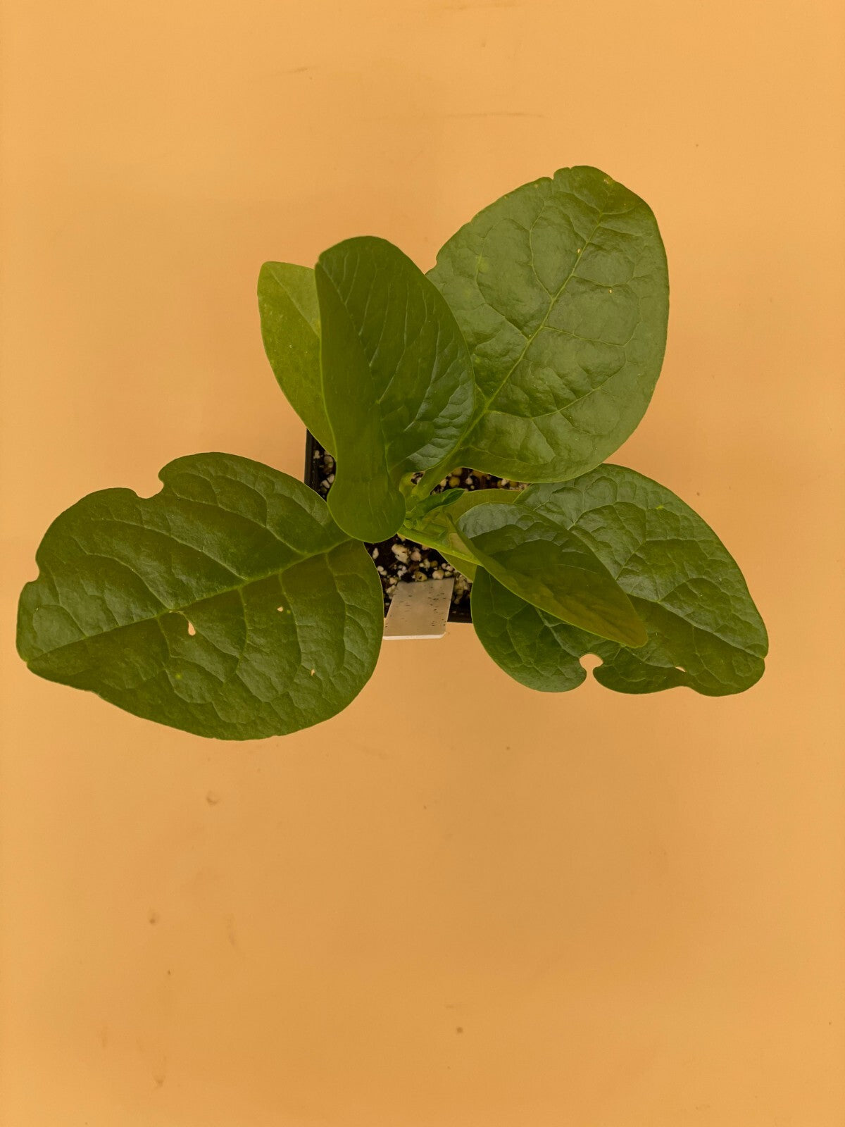 Malabar Spinach Green Live Plant 3" Starter Plant - Basella rubra Alba