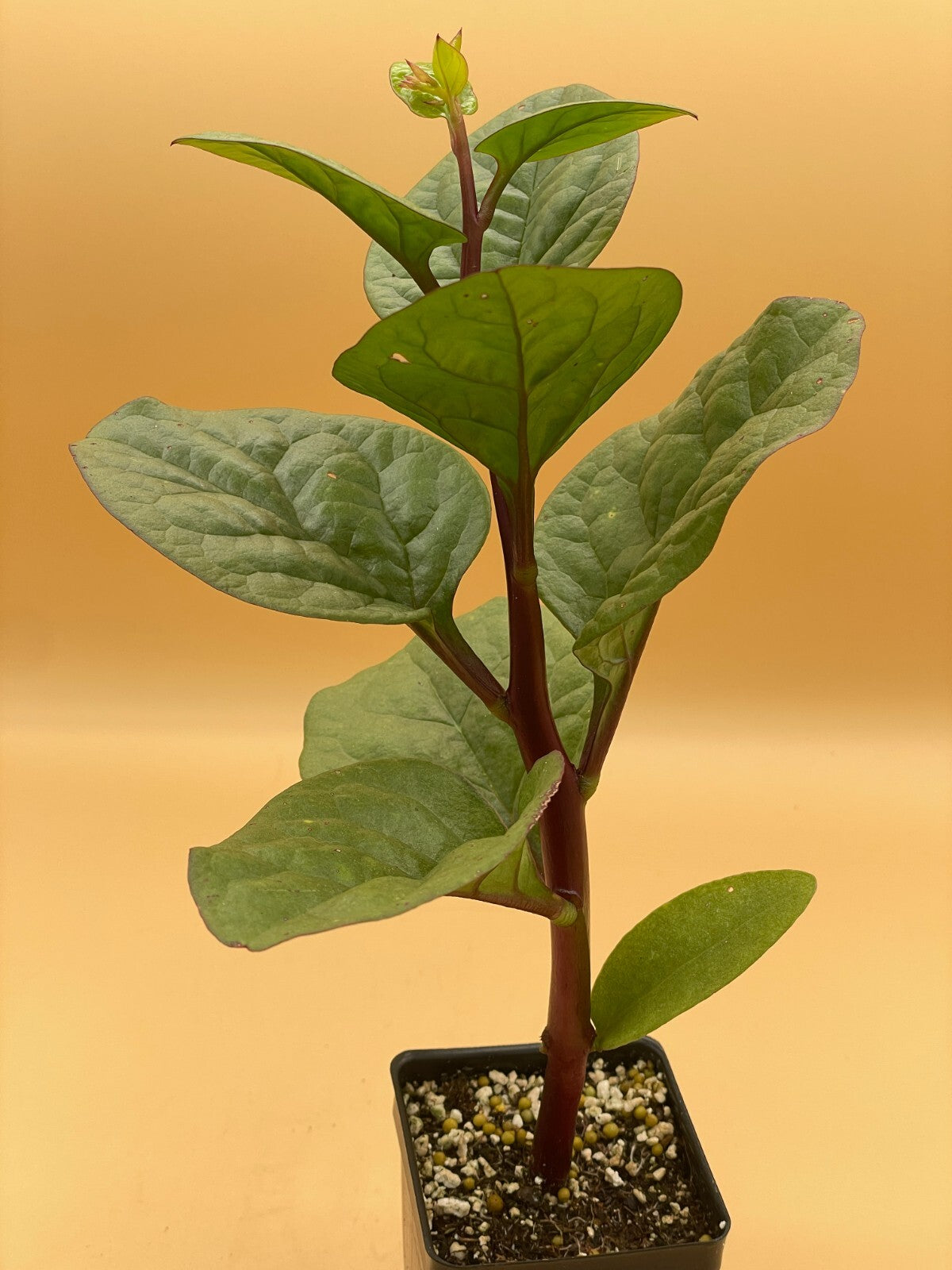 Malabar Spinach Red Live Plant 3" Starter Plant - Basella rubra
