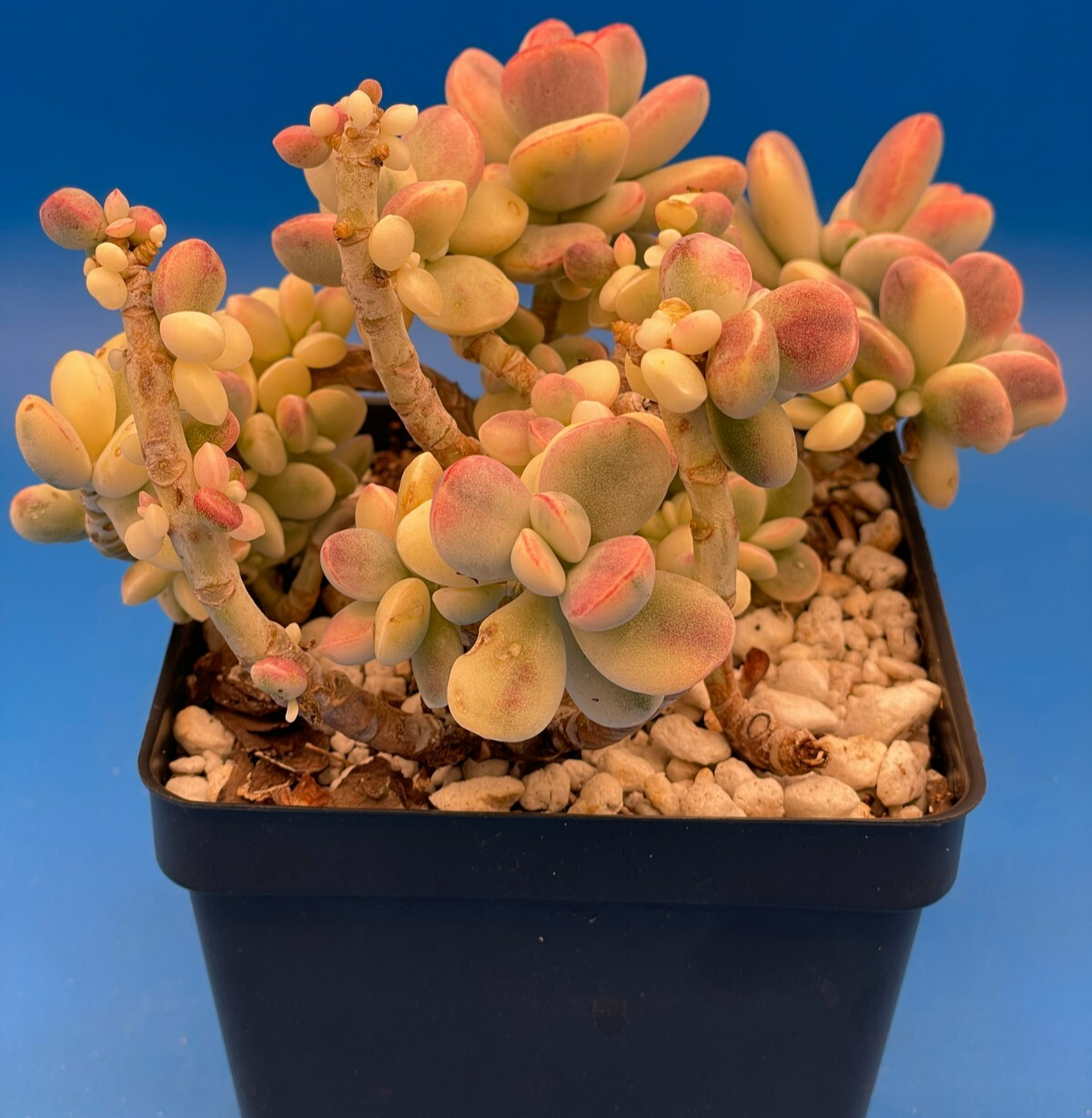 Cotyledon Orbiculata Var Oophylla f. Variegata! EXACT PLANT! Rare! 4.5" Pot (2)