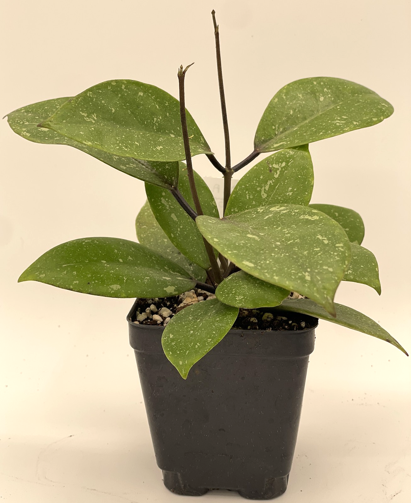 Hoya AH053 Rare! Fully Rooted Grown In 3.5" pot - SO HEALTHY!