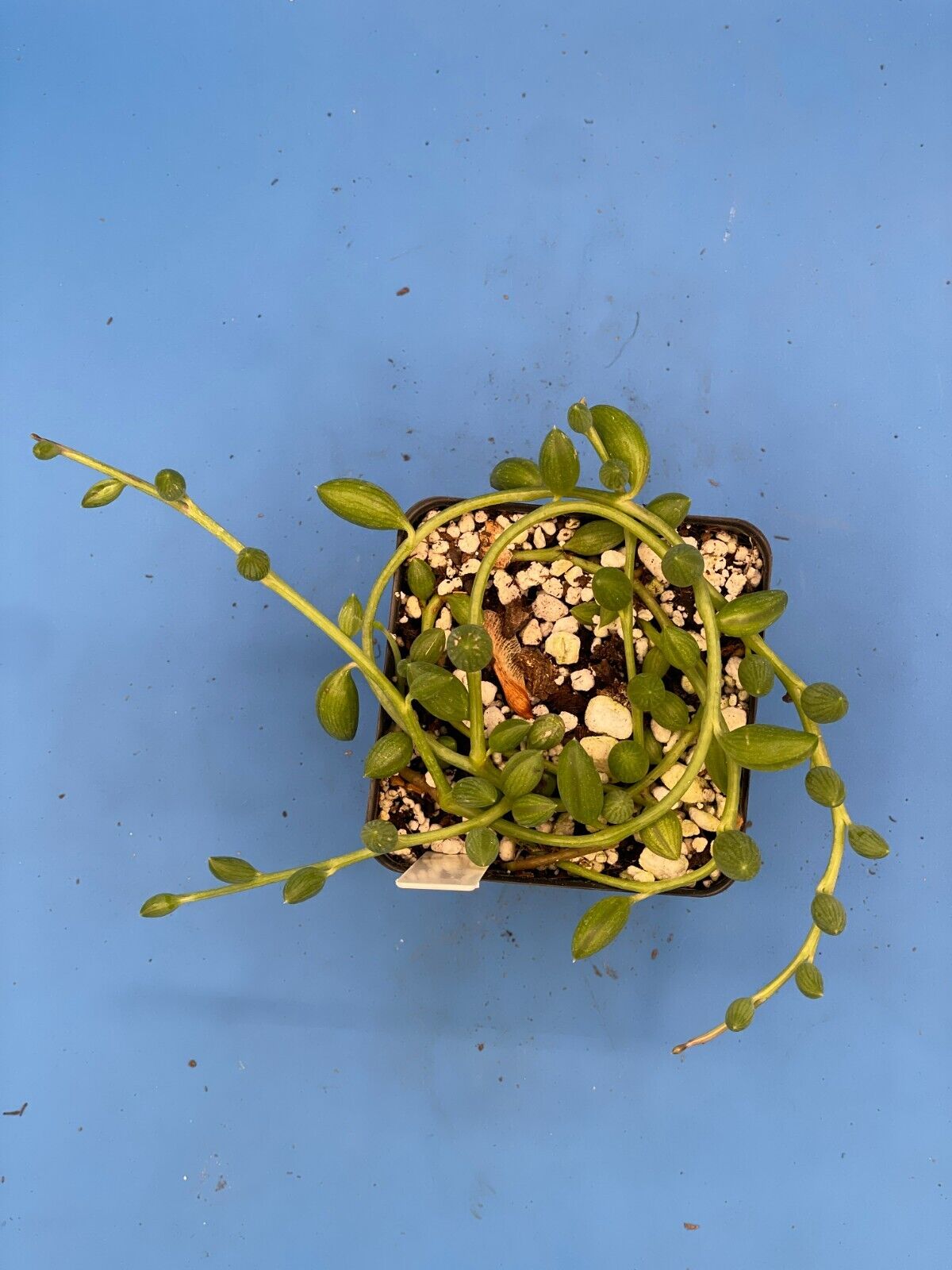 String of Watermelons - Curio herreanus - Ships in 3.5” Pot
