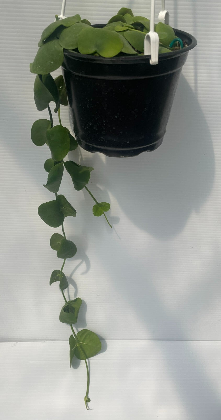 Dischidia Platyphylla - 6” Hanging Basket Pot- Super Healthy!! (1)