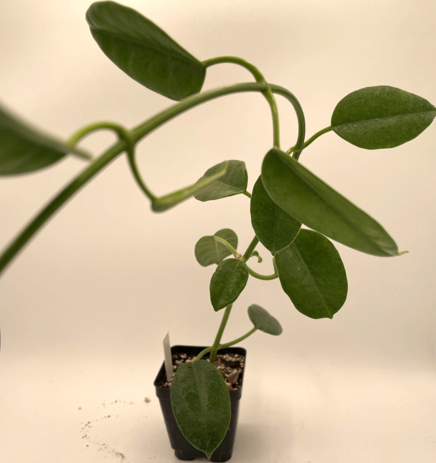 Hoya Ruthie Fully Rooted Grown In 3.5" pot - Eriostemma