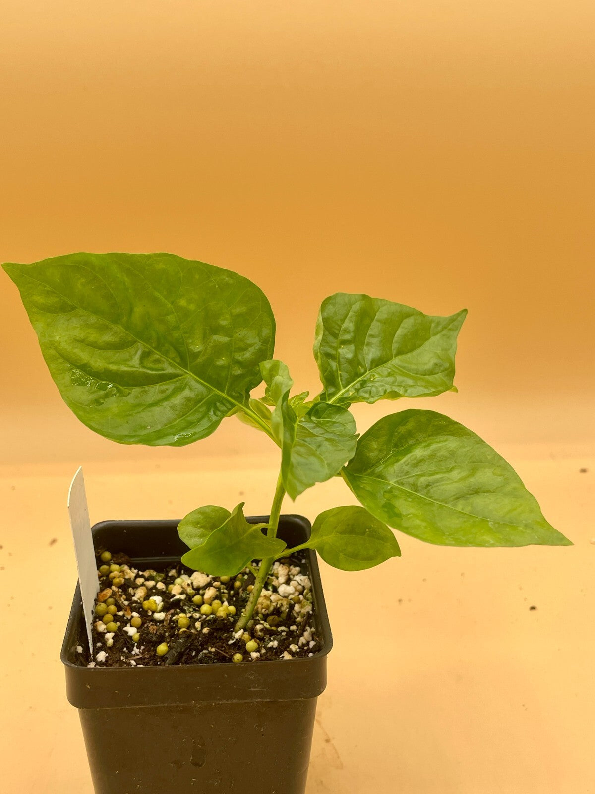 Sweet Datil Pepper Live 3" Starter Plant - Capsicum Chinense - Mild & Fruity!!!