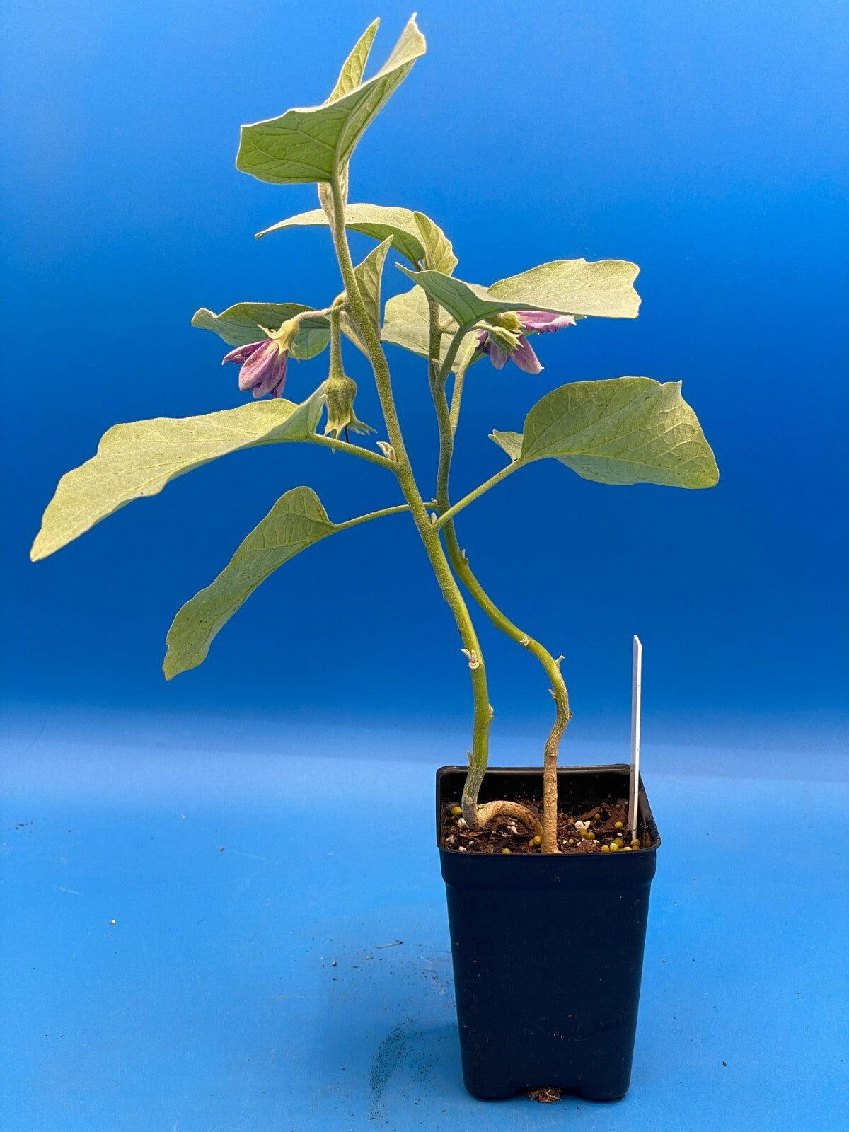 eggplant plant pot Eggplant, Japanese White Egg Live Plant in 3" Starter Pot Solanum Melo – Pachyfolia Plants