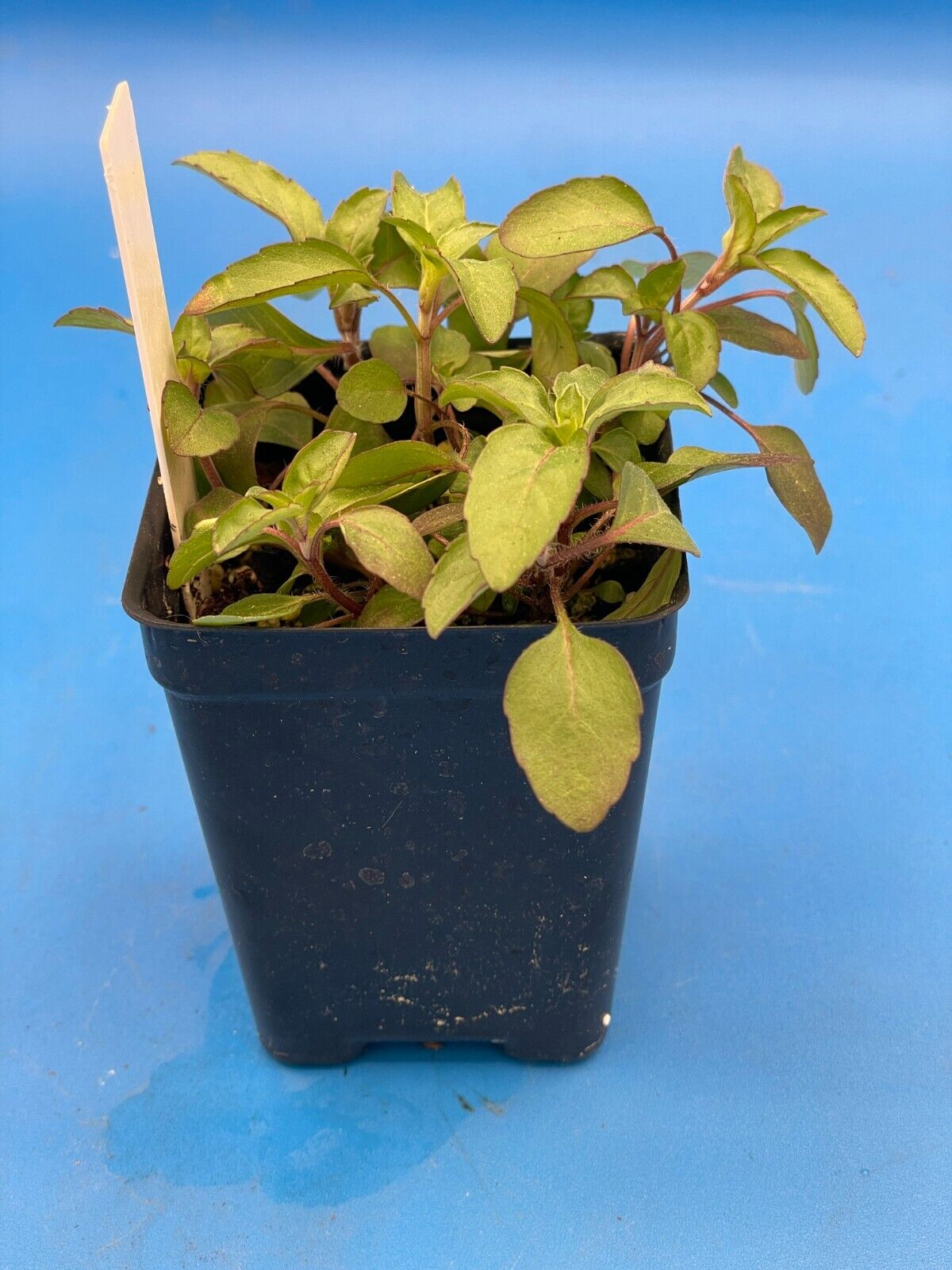 Lemon Beebalm/ Bergamot Starter 3" Plant - Monarda Citriodora