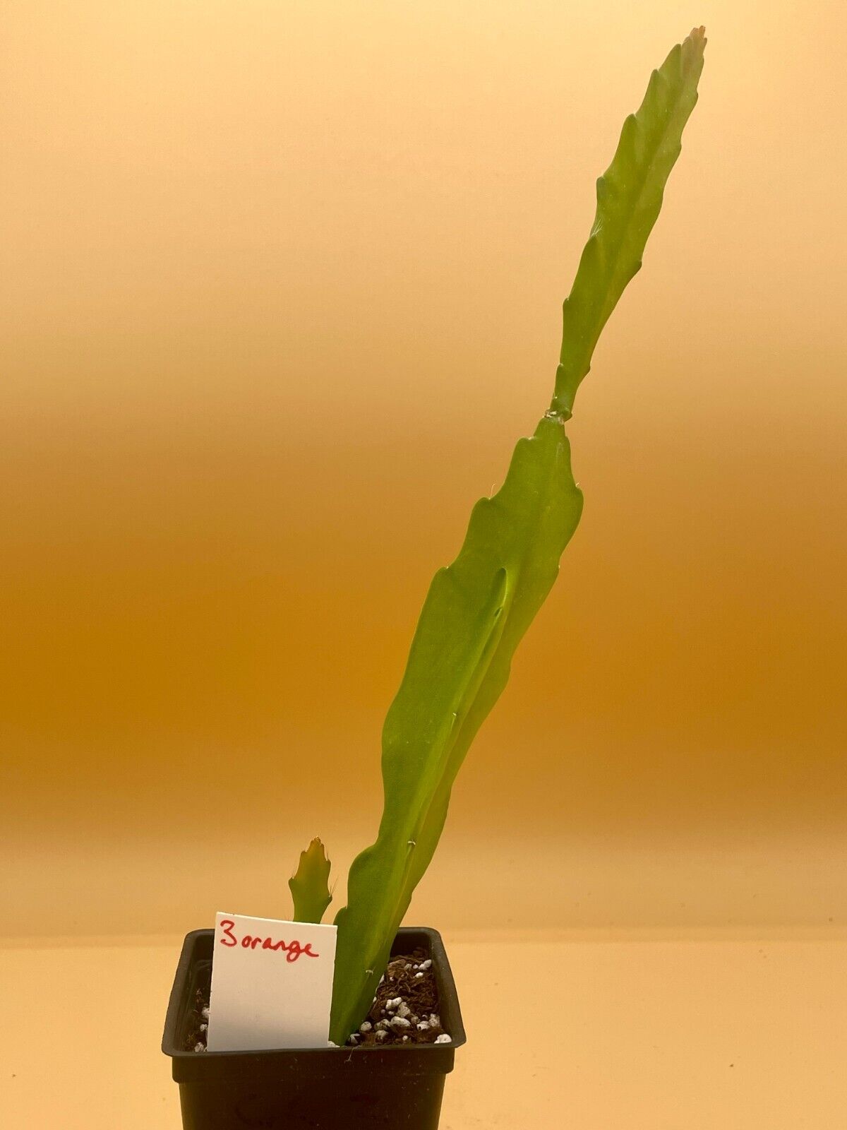 Epiphyllum 'Three Orange' Fully-Rooted Starter Pot