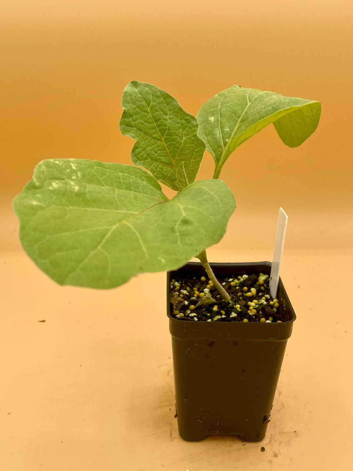 Eggplant, Black Beauty Starter Plant Solanum Melongena ‘Black Beauty’  In 3" Pot