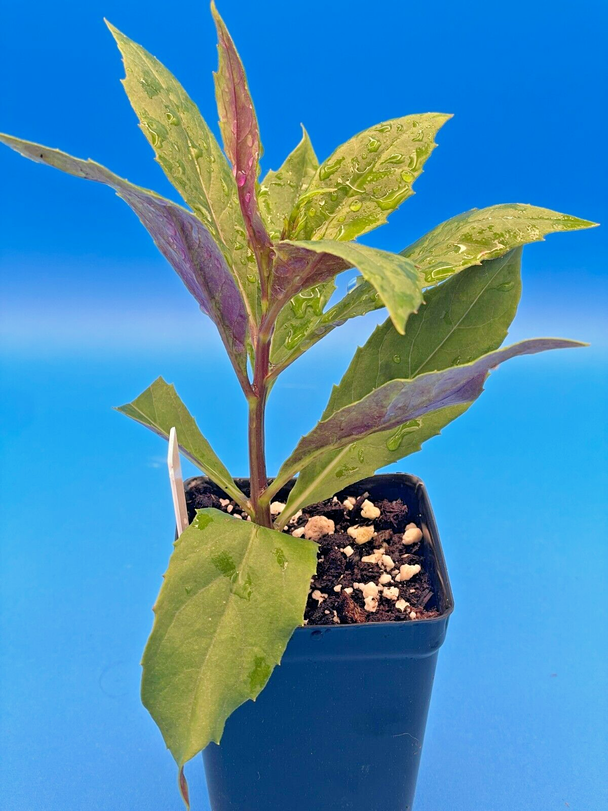 Okinawa Spinach Starter Plant - Gynura bicolor