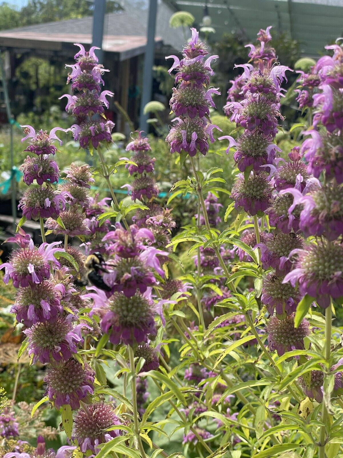 Lemon Beebalm/ Bergamot Starter 3" Plant - Monarda Citriodora