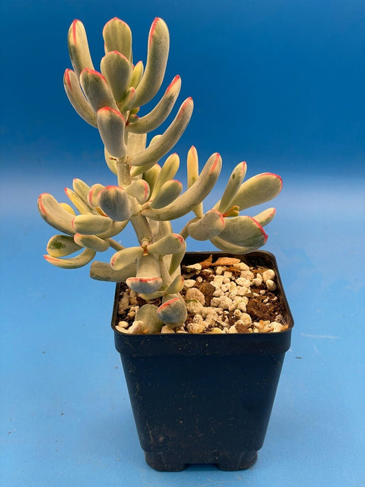 Cotyledon Orbiculata Flanaganii f. variegata! Rare! 3.5" Pot