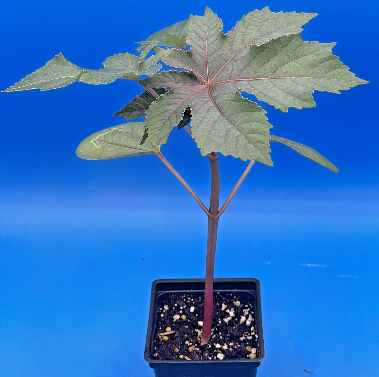 Castor, Zanzibar Red Live Plant 3" Starter Pot - R communis ‘Zanzibarensis’