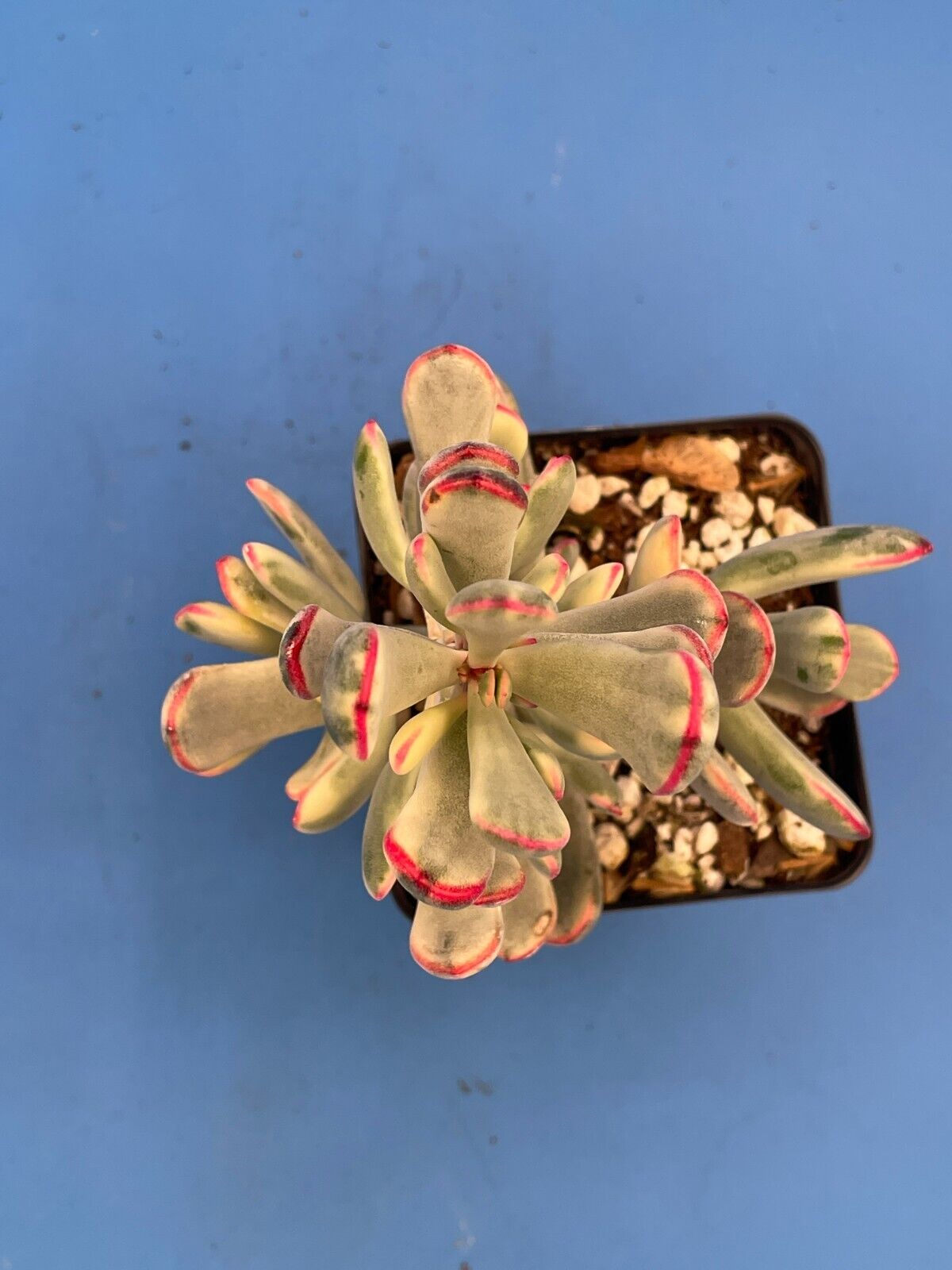 Cotyledon Orbiculata Flanaganii f. variegata! Rare! 3.5" Pot