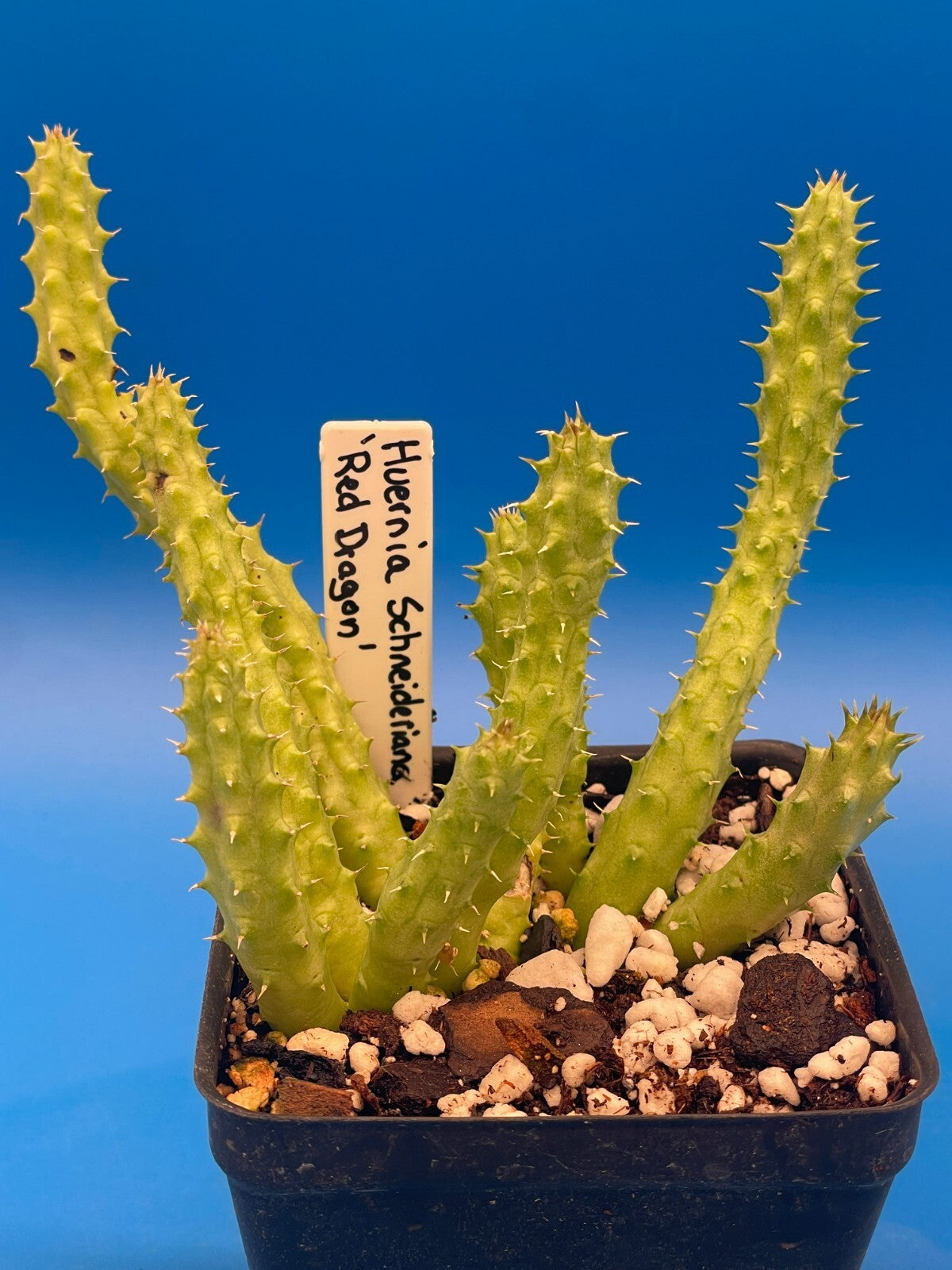 Huernia Schneideriana 'Red Dragon' WELL ROOTED 3.5" Plant