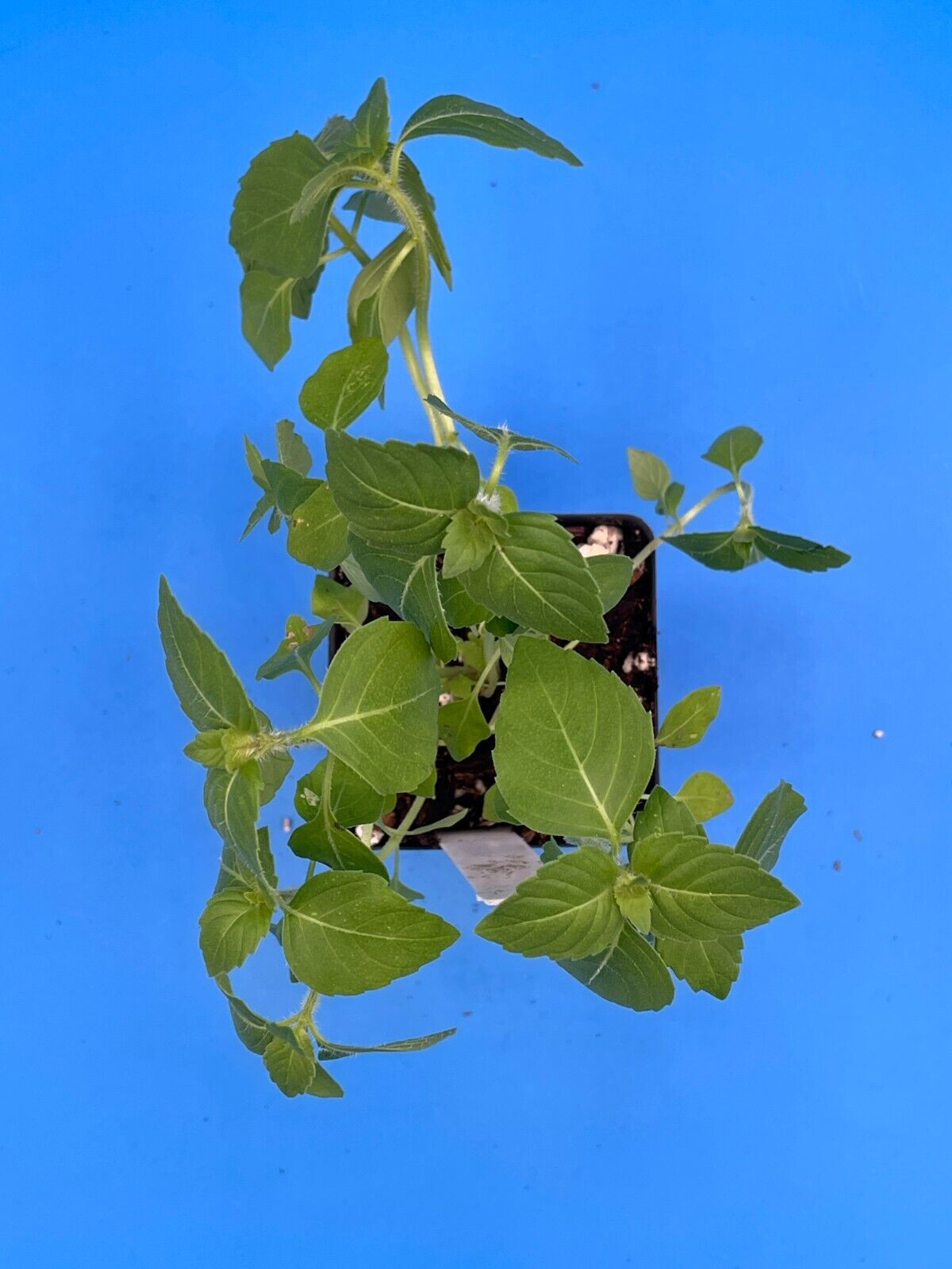 Temperate Tulsi Starter Plant - Kapoor Tulsi - Ocimum Sp - Awesome Fruity Aroma!